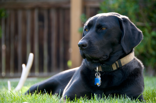 services-2 Dog poop scooper service